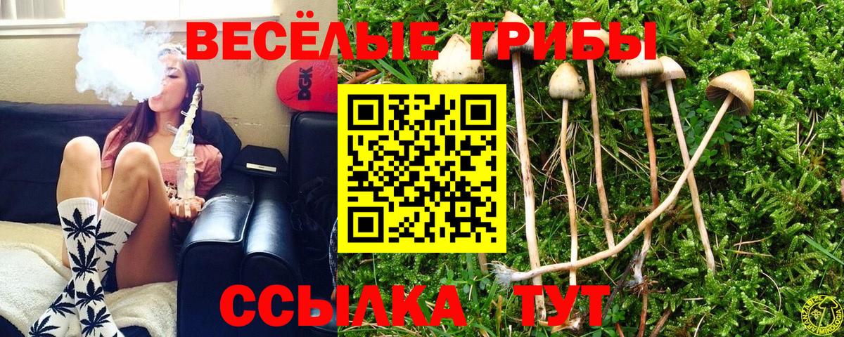 Галлюциногенные грибы Psilocybe Сыктывкар